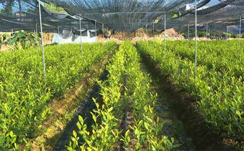 蔬菜夏季高温5大危害，4种方法可防御